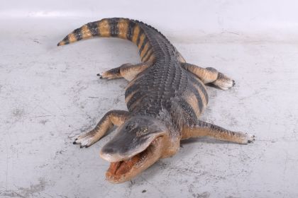 life-size American Alligator 94.75 Inch Long